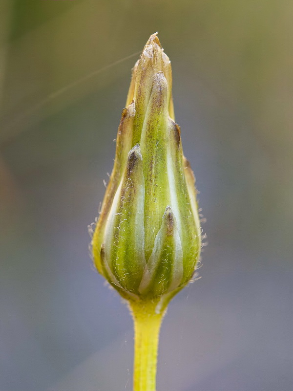 Avellara fistulosa.04