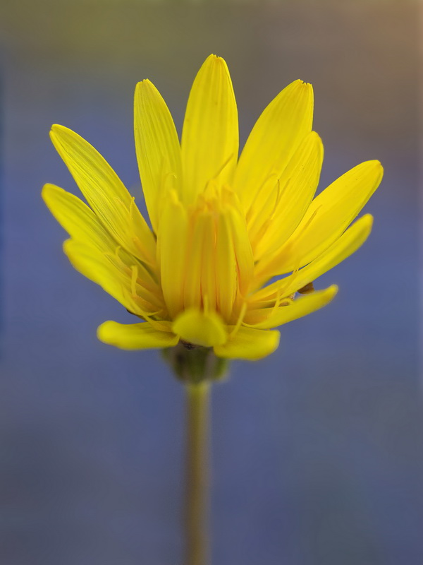 Avellara fistulosa.05