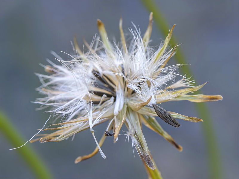 Avellara fistulosa.07