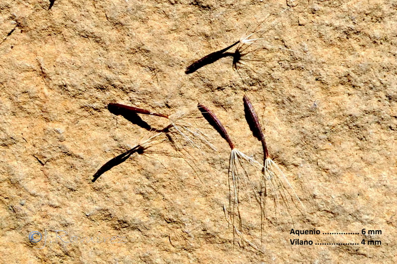Avellara fistulosa.08