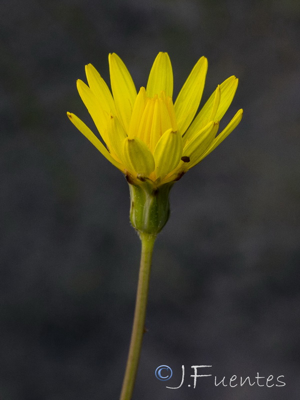 Avellara fistulosa.15