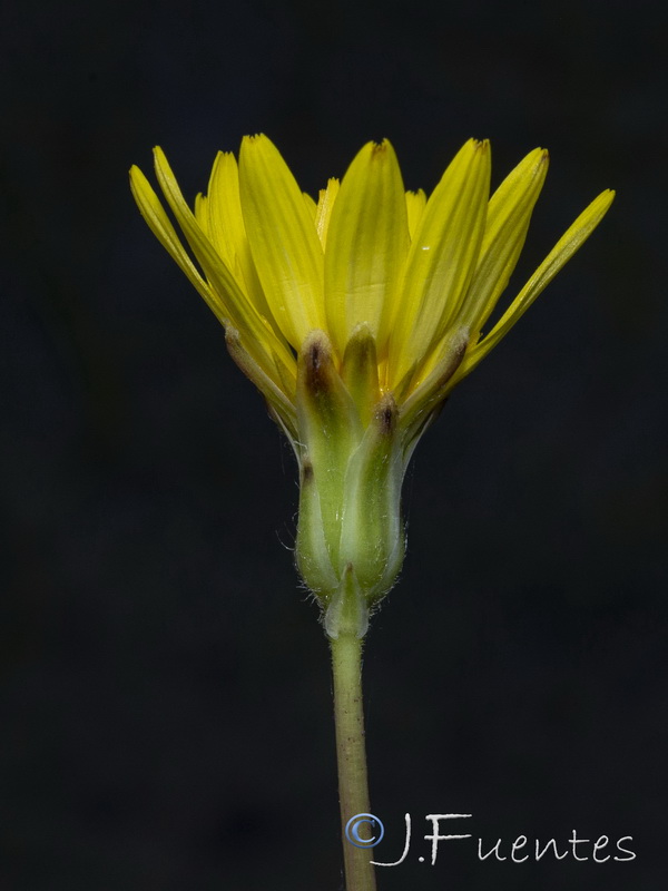 Avellara fistulosa.06
