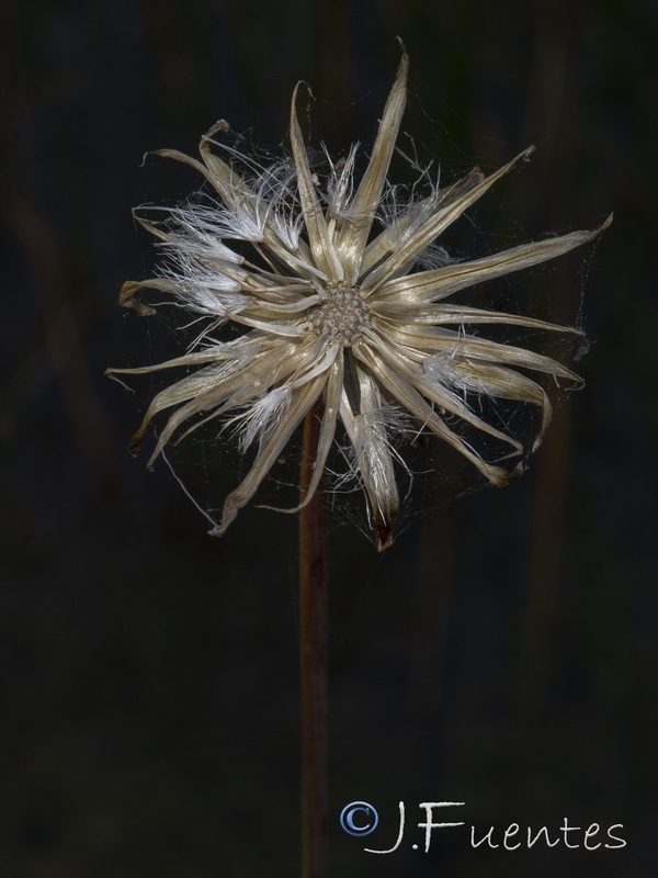 Avellara fistulosa.10