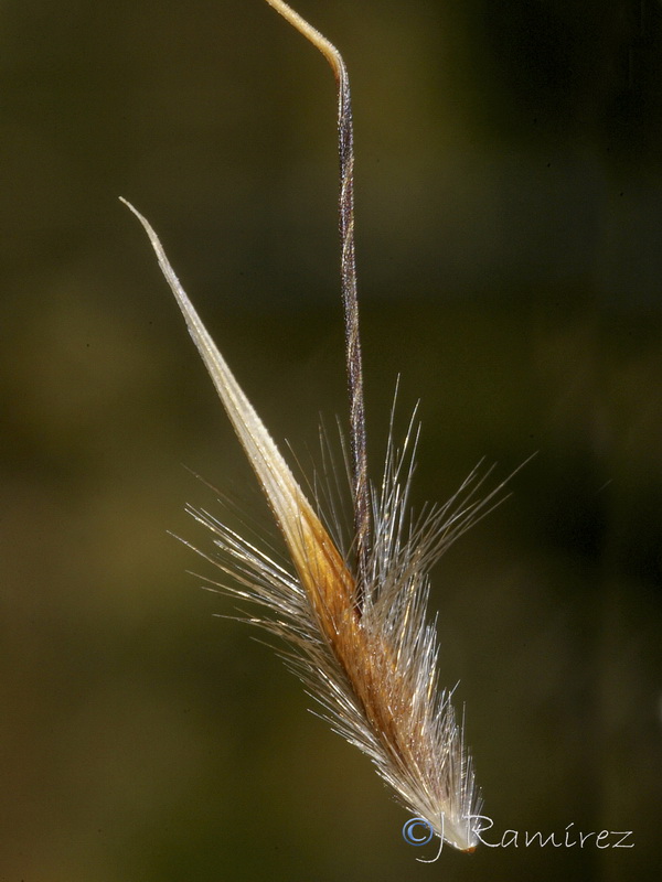 Avena barbata.04