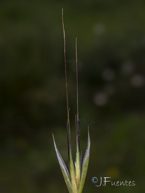 Avena barbata.15