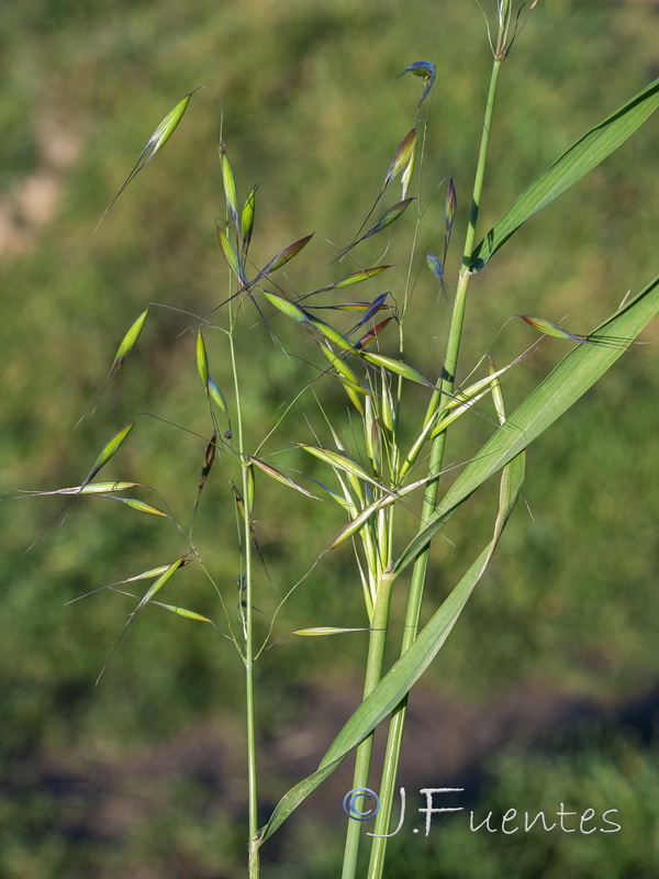 Avena barbata barbata.02