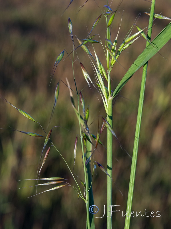 Avena barbata barbata.03