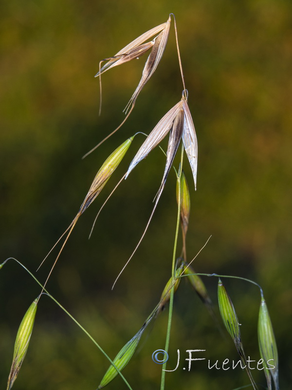 Avena barbata barbata.04