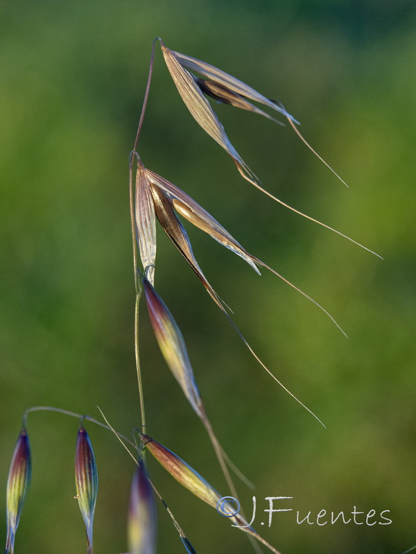 Avena barbata barbata.06