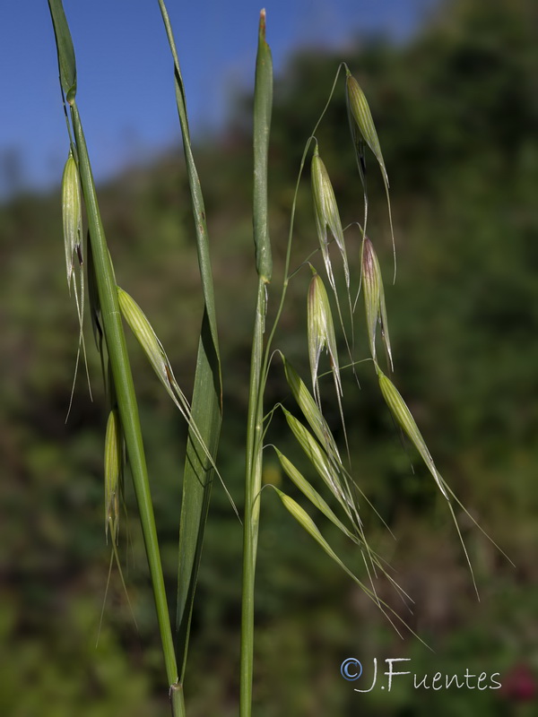 Avena murphyi.01