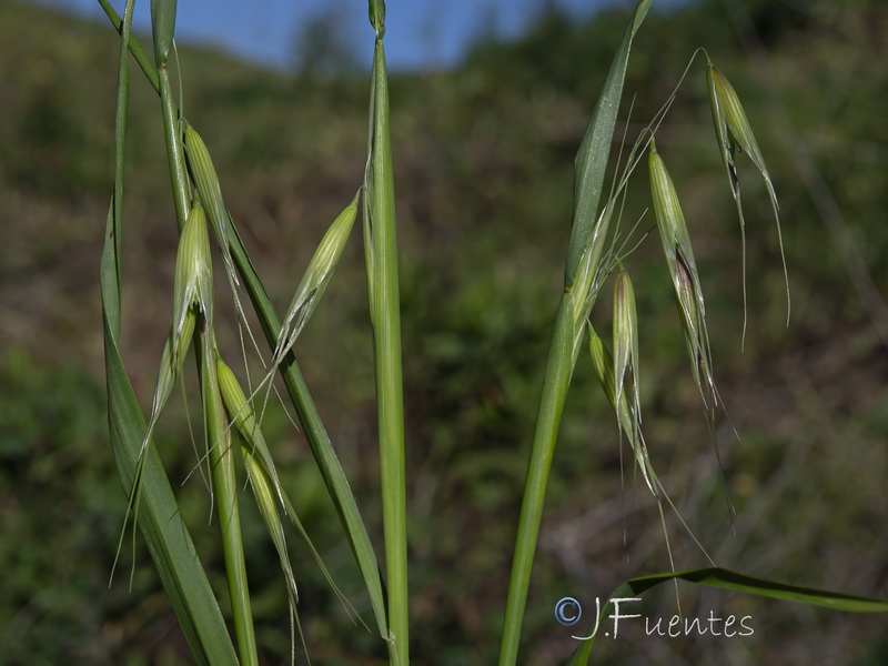 Avena murphyi.04