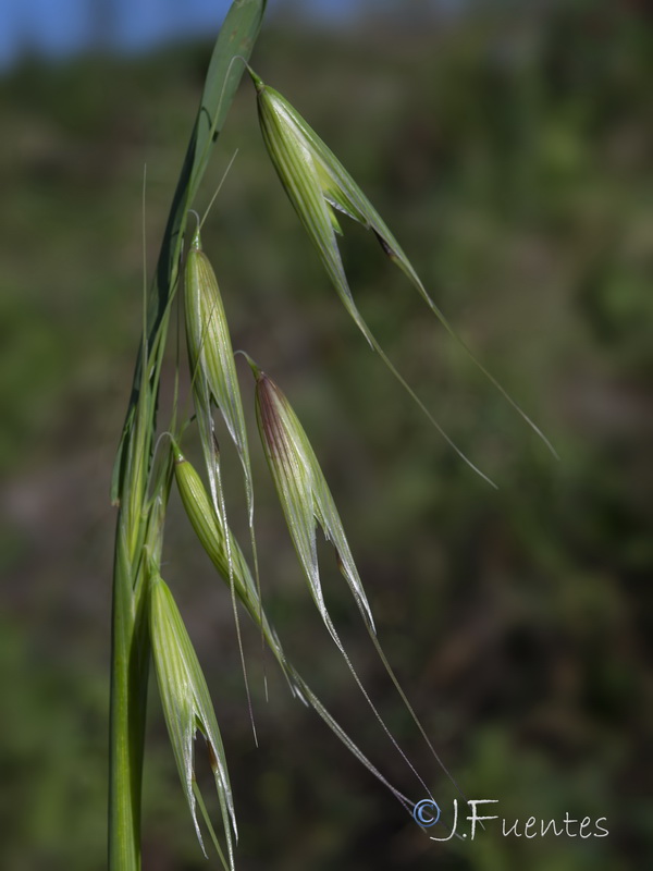 Avena murphyi.05