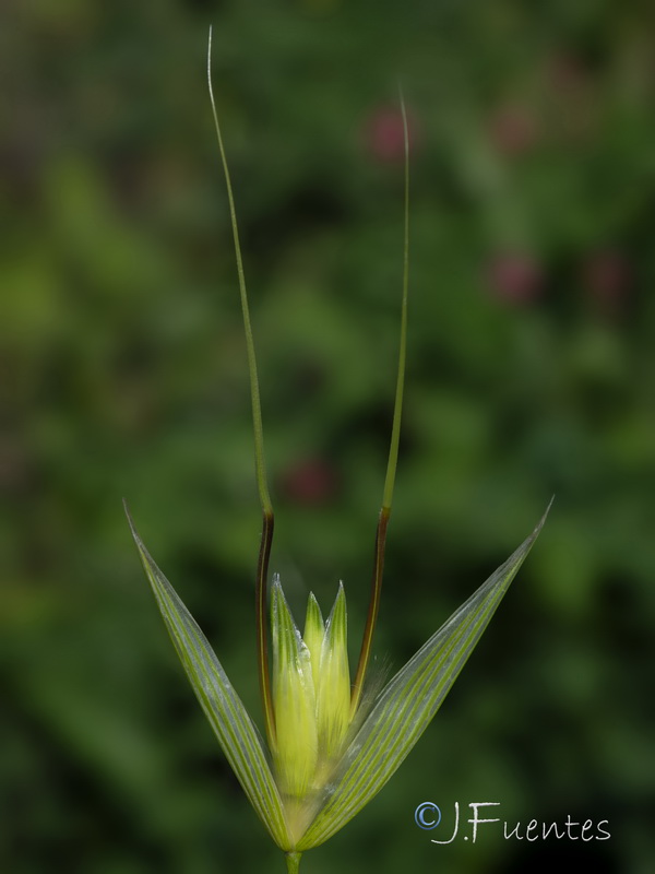 Avena murphyi.07