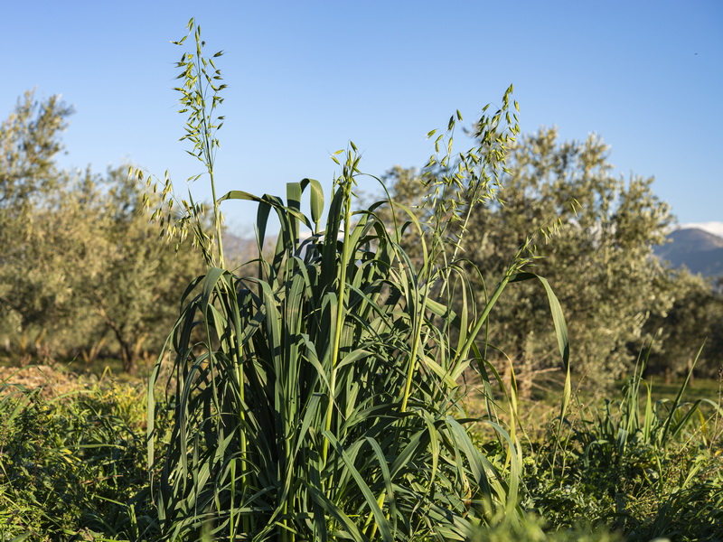 Avena sativa.01