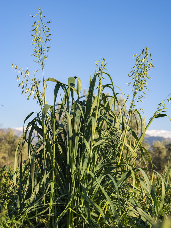 Avena sativa.02