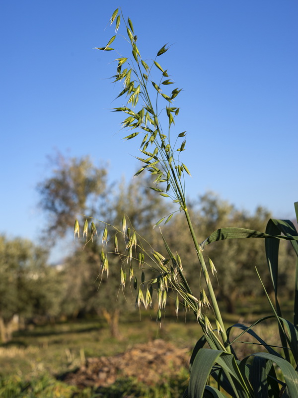 Avena sativa.03