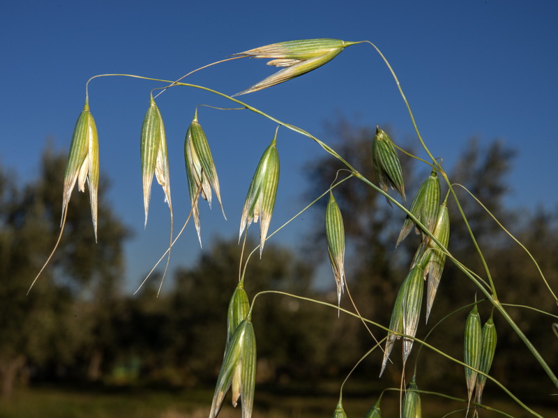 Avena sativa.04