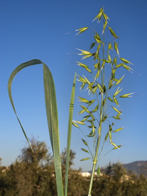 Avena sativa.05