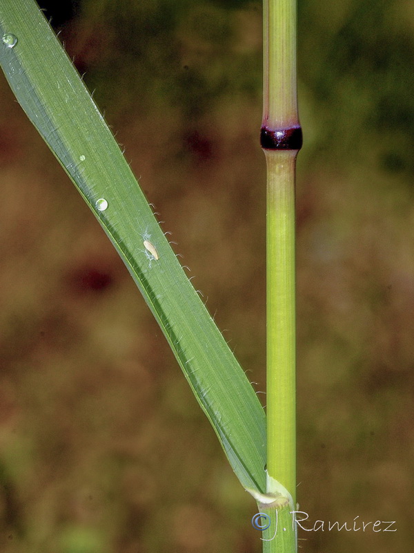 Avena sterilis.10