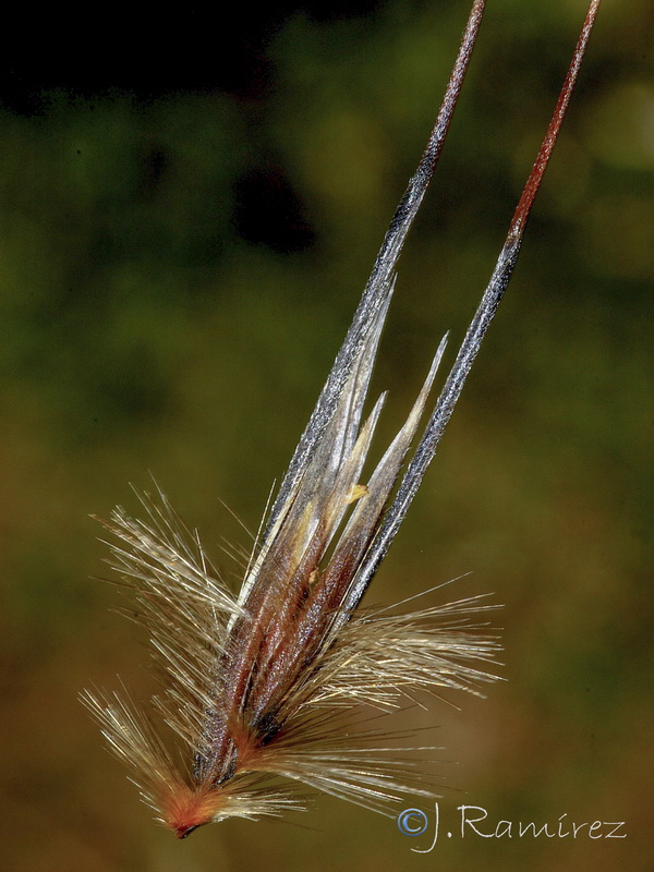 Avena sterilis.11