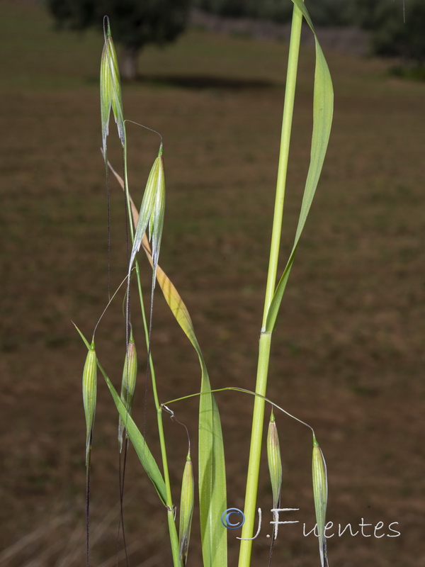 Avena sterilis sterilis.03