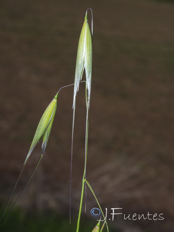 Avena sterilis sterilis.05