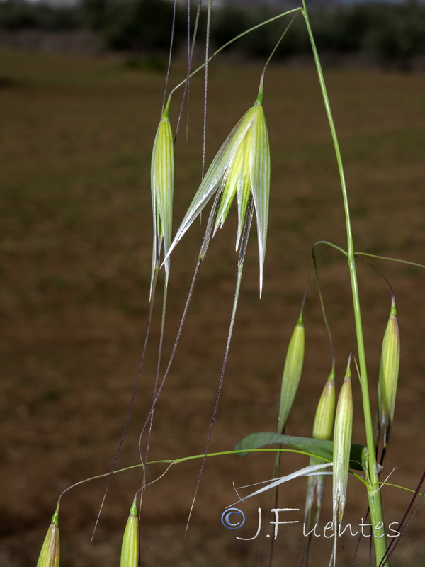 Avena sterilis sterilis.06