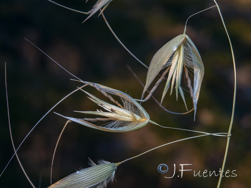 Avena sterilis sterilis.08