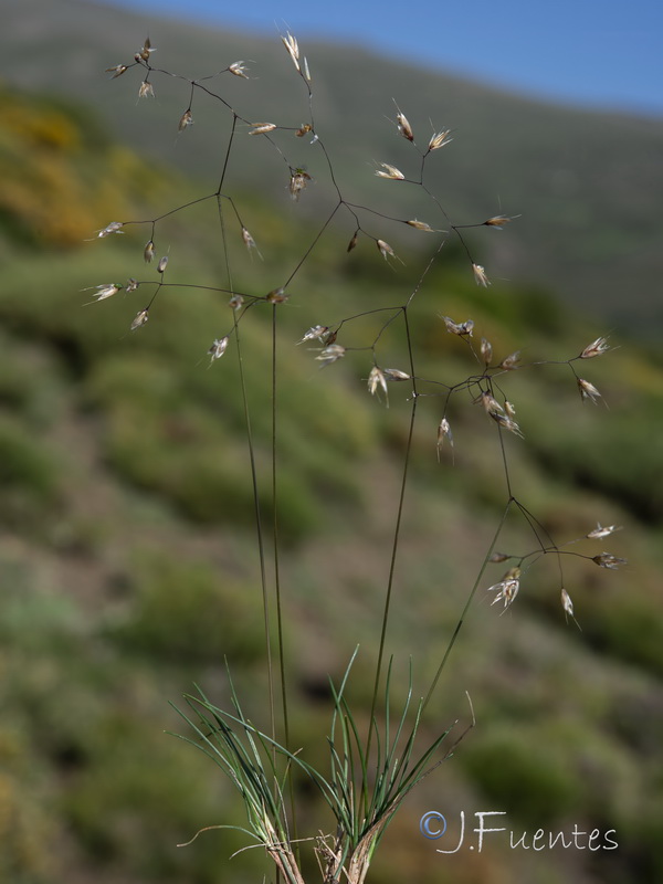 Avenella flexuosa iberica.01