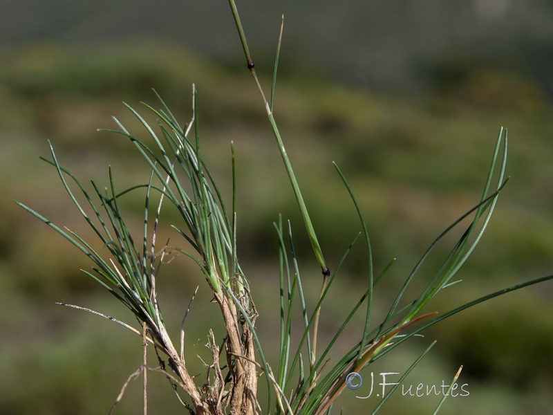 Avenella flexuosa iberica.02