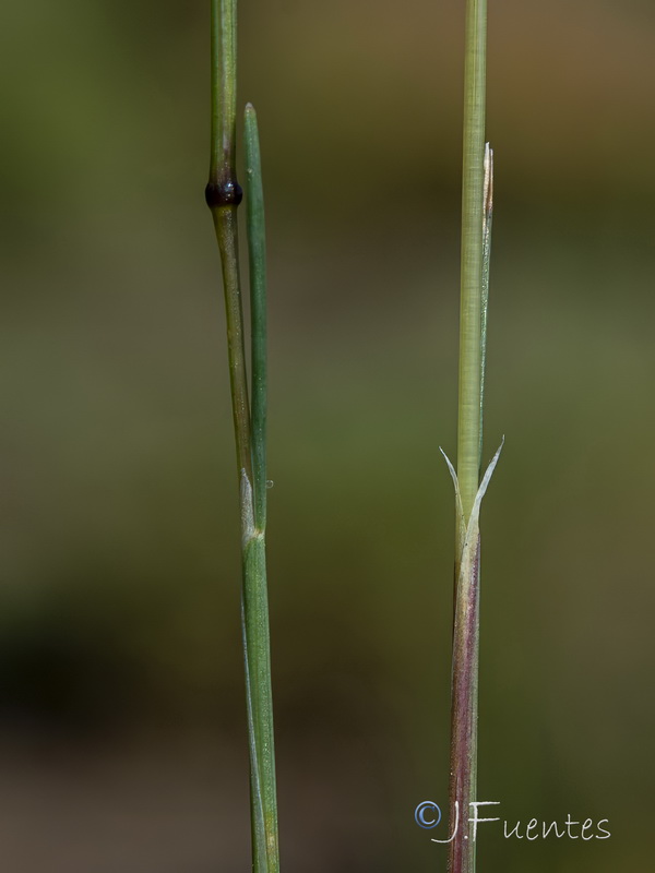 Avenella flexuosa iberica.03