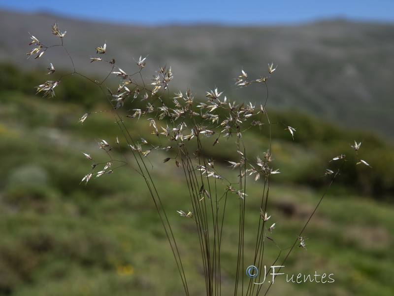 Avenella flexuosa iberica.04