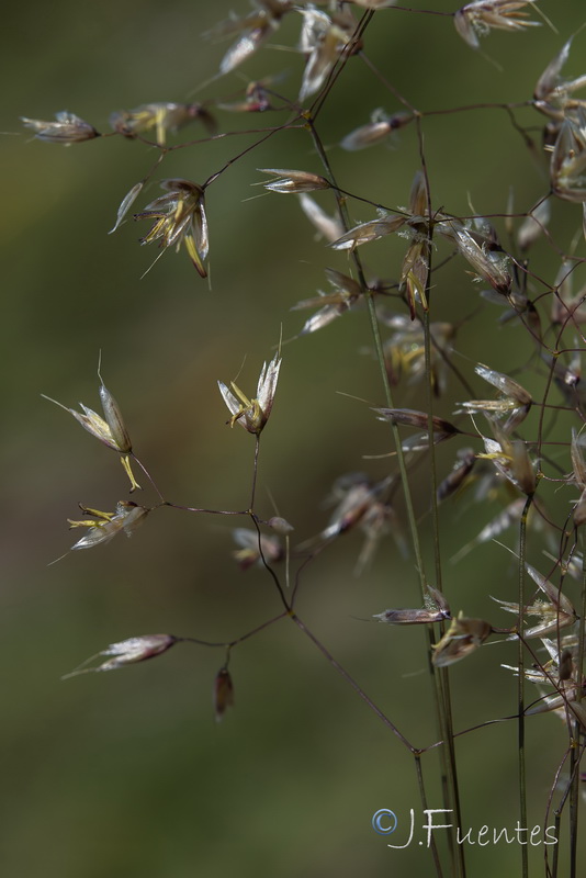 Avenella flexuosa iberica.05