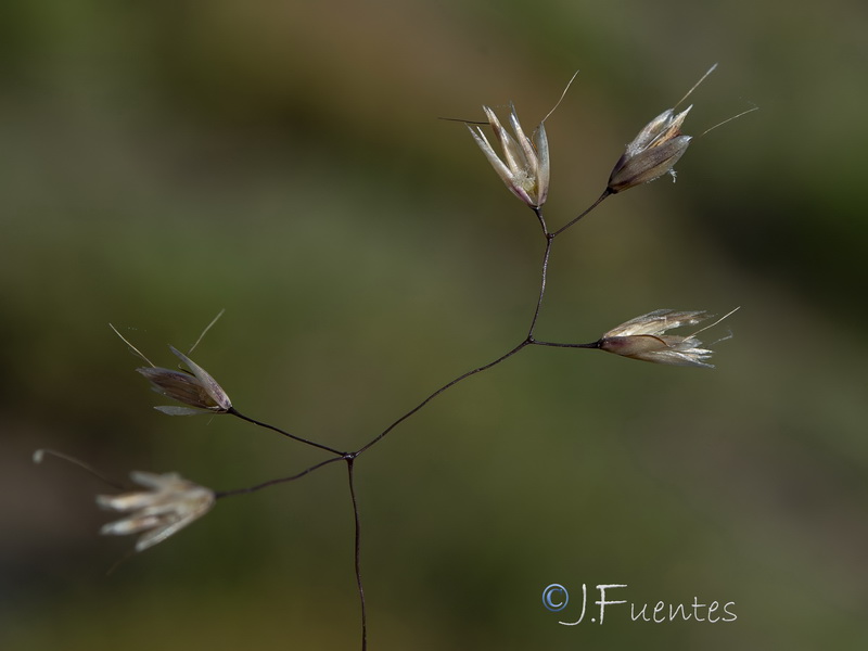 Avenella flexuosa iberica.06