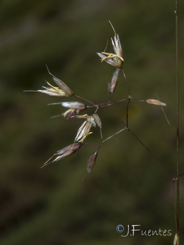 Avenella flexuosa iberica.07