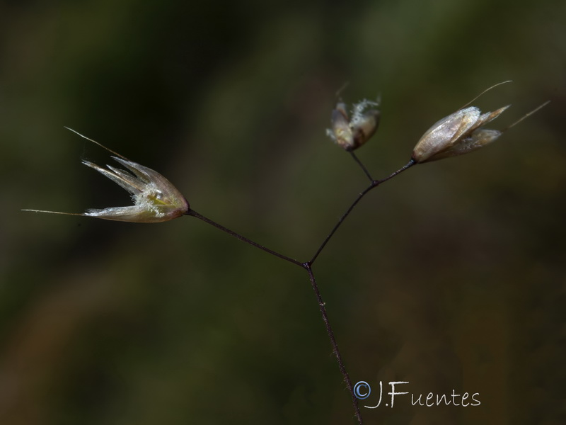 Avenella flexuosa iberica.08