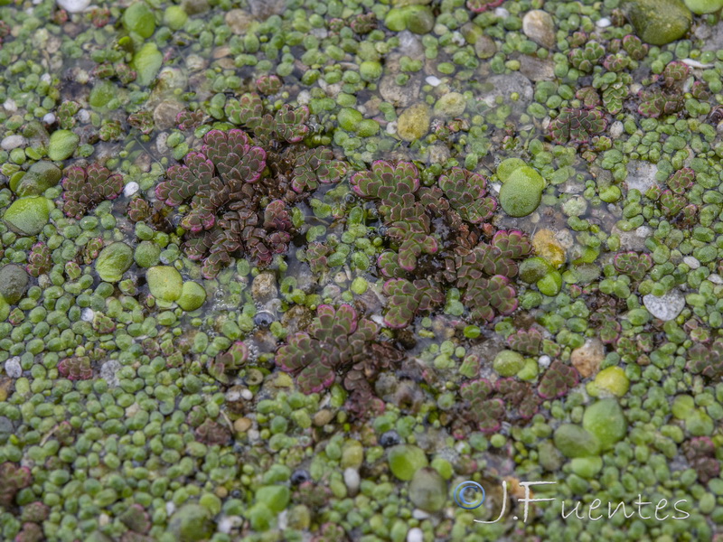 Azolla filiculoides.04