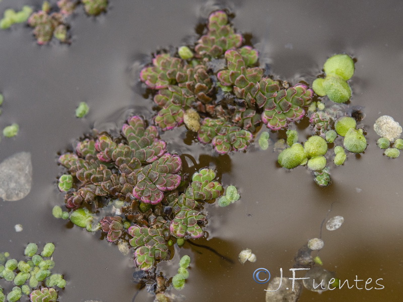 Azolla filiculoides.06