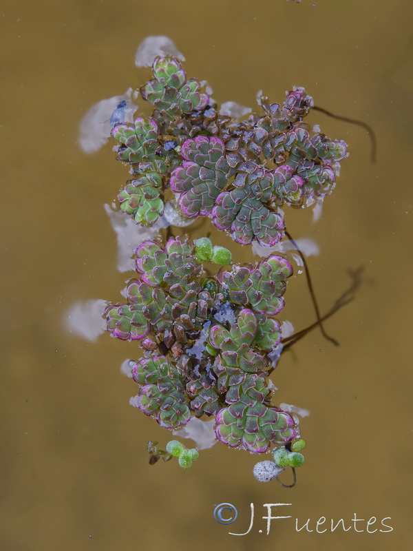 Azolla filiculoides.07