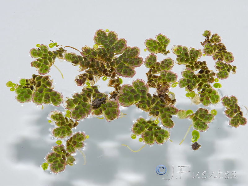Azolla filiculoides.09