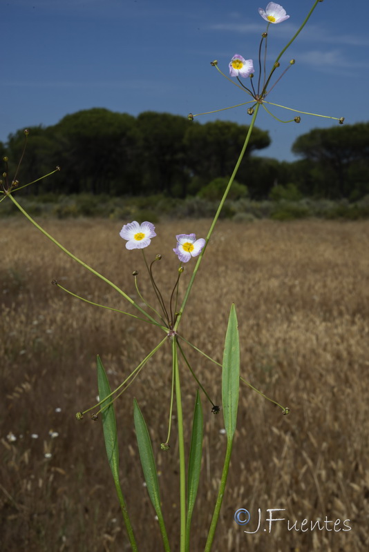 Baldellia repens baetica.01