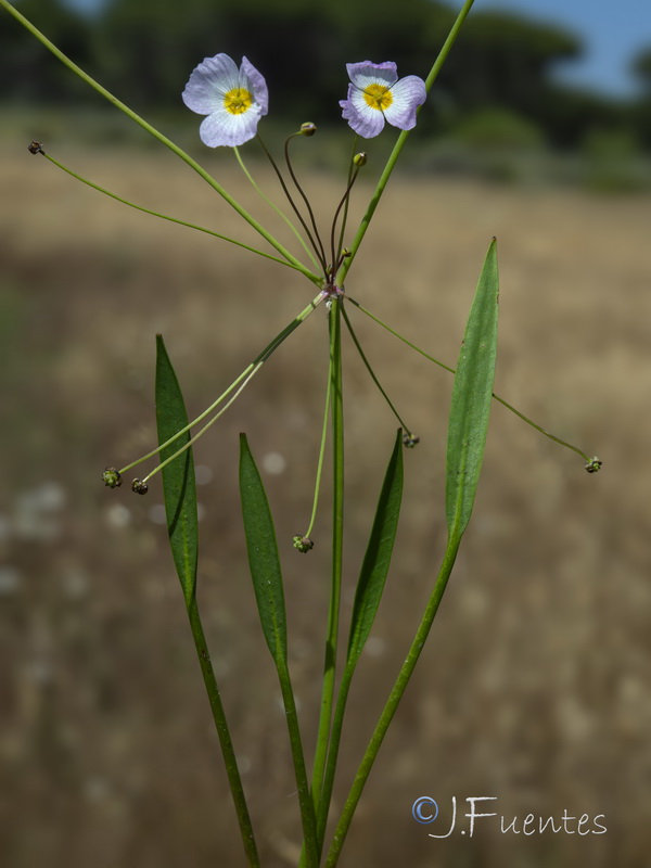 Baldellia repens baetica.03