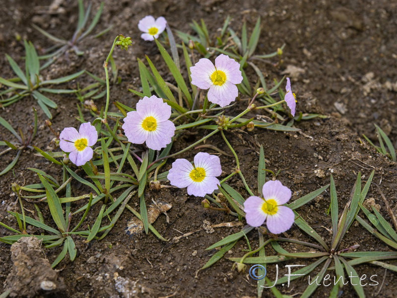 Baldellia repens cavanillesii.04