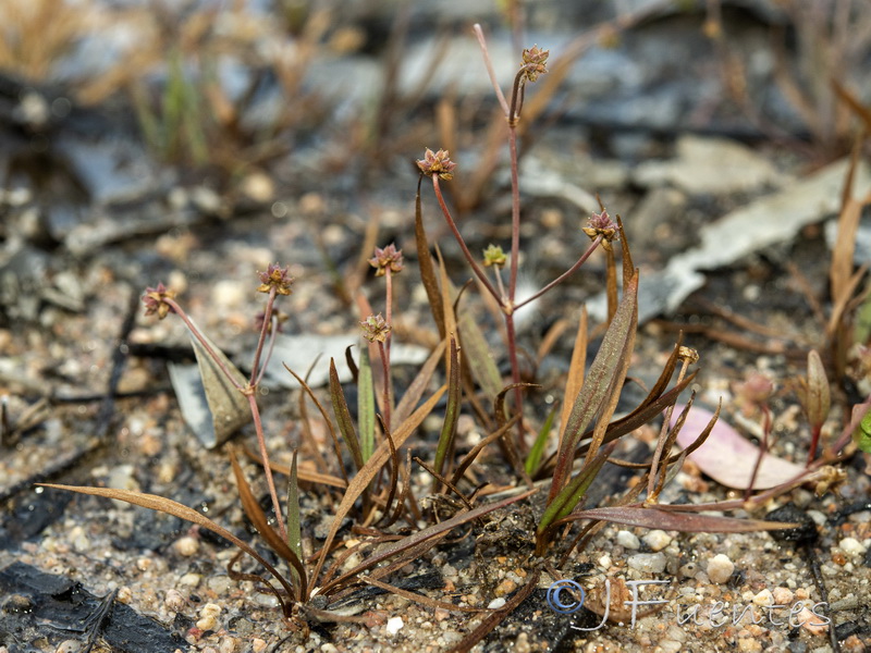 Baldellia repens cavanillesii.06