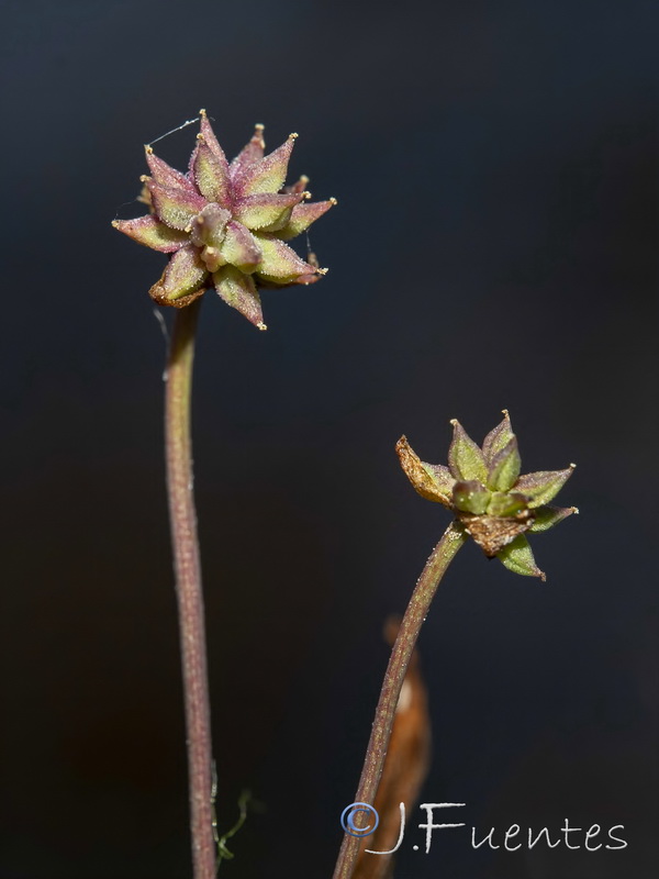 Baldellia repens cavanillesii.08