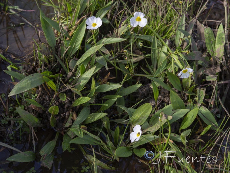 Baldellia repens repens.01