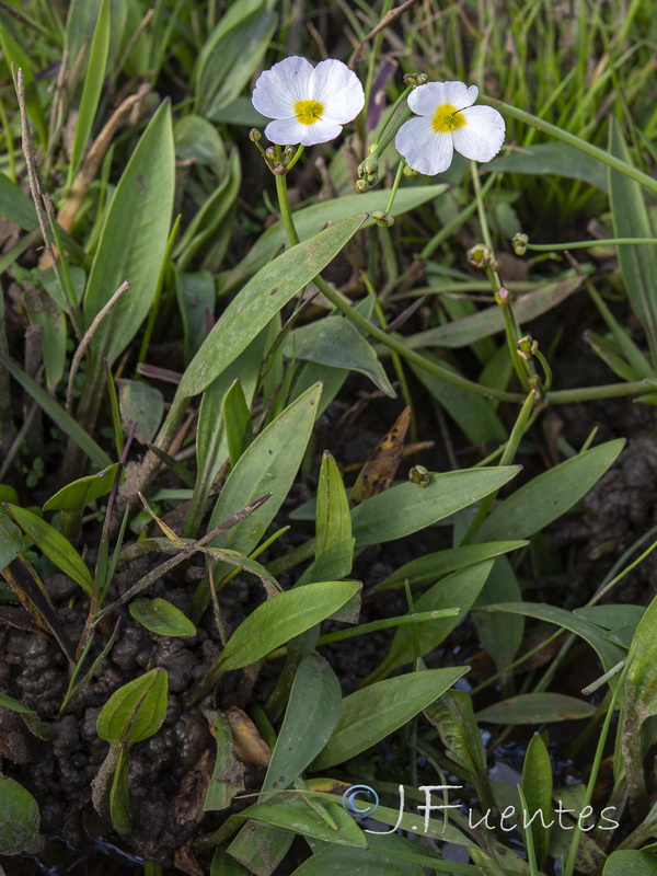 Baldellia repens repens.02
