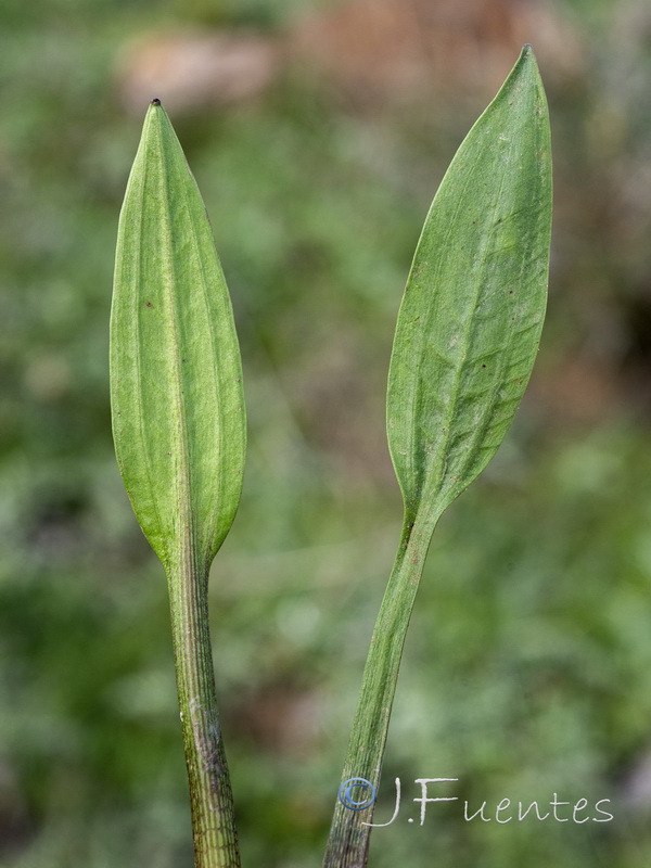 Baldellia repens repens.03