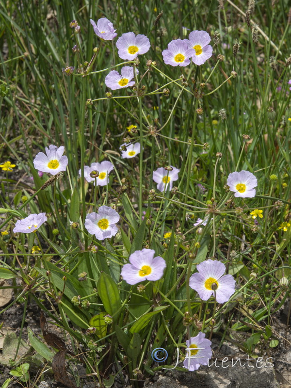 Baldellia repens repens.04