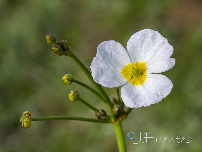 Baldellia repens repens.06
